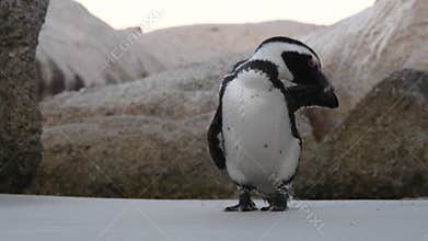African penguin cleans feathers with beak.
