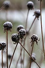 Snow-capped Rudbeckia Flower Seed Heads in Winter