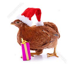 Chicken in a Christmas hat