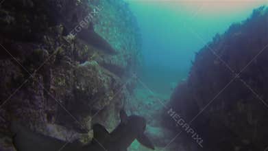 Grey Nurse Sharks Or Sand Tiger Sharks Leaving Blue Sea Cave