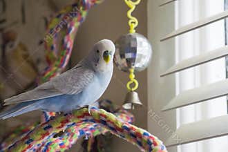 Blue and white budgie sitting on rope perch