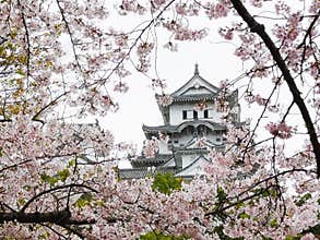Himeji Castle during Sakura