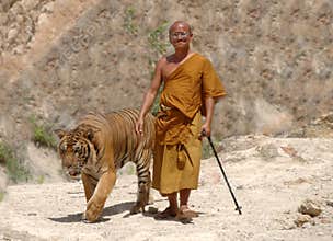 Buddhist monk walking with bengal tiger,thailand