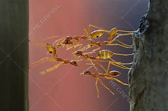 Weaver ants making bridge and pass