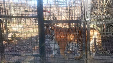 Siberian tiger - biggest of the feline family