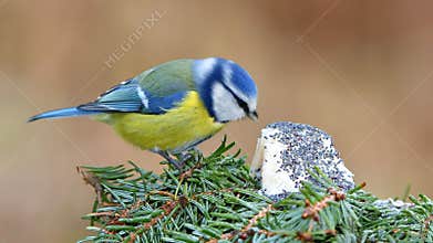 Cute blue tit bird in winter time