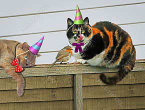 Hungry festive party garden feline cats