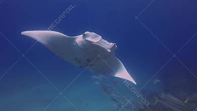 Peaceful manta ray mouth open. Fish school & graceful marine life. Calm blue sea
