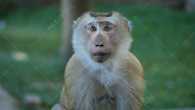 Funny monkey portrait. Rhesus macaque in tropical jungle