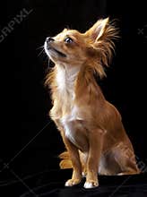 Tan with white chihuahua dog on black