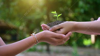 People are planting trees in their hands. There are trees, ideas for nature and environment conservation