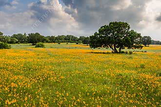 Field of Texas Hill Country Yellow Wildflowers