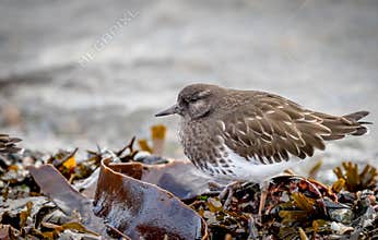 A Black Turnstone ` Arenaria melanocephala ` .