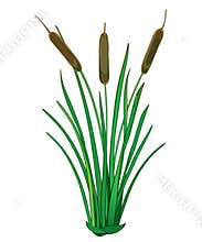 Vector outline Bulrush or reed or cattail or typha bunch with green leaves isolated on white background. Swamp grass plant.