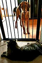 Dog cat fence gate pet pets rivals enemies visla tabby