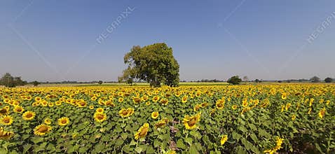 Sunflower Field, Lop Buri Province