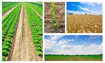 Agriculture collage