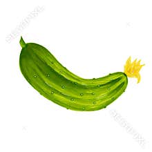Realistic watercolor illustration of green cucumber isolated on white background. Organic food icon. Healthy and