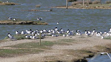 Mediterranean gulls and Sandwich terns, breeding season, Noirmoutier, France