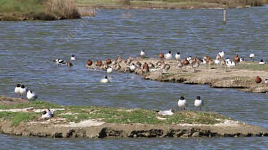 Mediterranean gulls and black-tailed godwits, breeding season, Noirmoutier, France