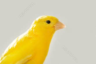 Canary