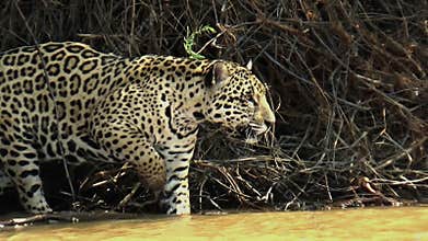 Huge jaguar female moves along the bank of the Cuiabà river.