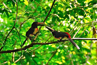 Wild Toucans, Guatemala
