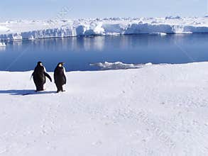 Penguins With A View