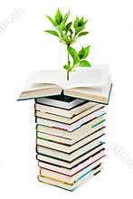 Books and plant