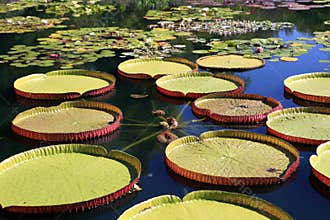 Water Garden