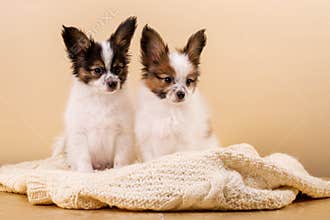 Two puppies on a knitted sweater