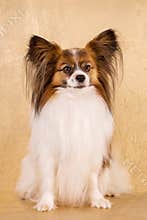 Beautiful dog breed papillon white-brown coloring