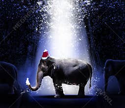 Elephants Christmas