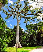 Kapok tree at Tikal, Guatemala