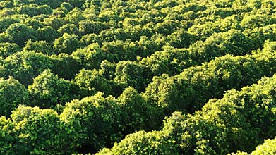 Flying over orange green orchard