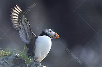 Atlantic puffin, fratercula arctica