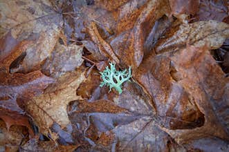 Small green oakmoss twig on brown maple leaves carpet