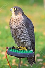 The sparrowhawk - Accipiter nisus