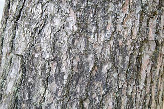 Wood skin pattern from a real tree