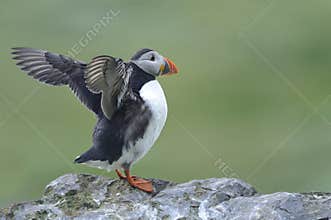 Atlantic puffin, fratercula arctica