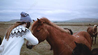 Young happy woman stroking and feeding brown Icelandic horse with bread. Traveling female walking in farm with animals.