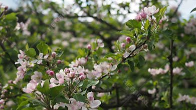 Pink apple flowers blooming in the garden in HD VIDEO
