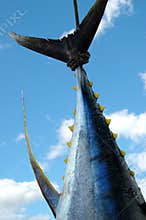 Fresh Fish