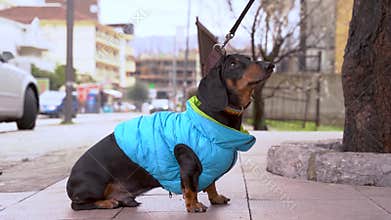 Dachshund dog sits outside and refuses to go further while walking in the city