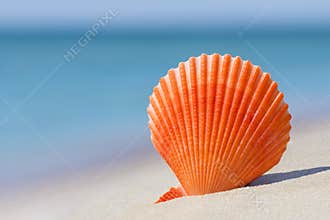 Orange brightly coloured Scallop shell of saltwater clam marine bivalve mollusc on white sand against turquoise ocean water and