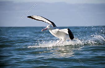 Great Albatross