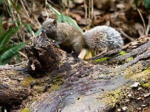Pallas`s squirrel on a log in a Japanese forest 2