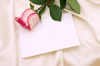 Pink rose