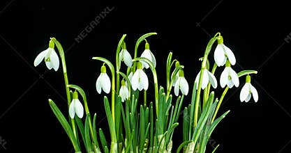 A bouquet of spring galanthus on a black background, spring snowdrops, time lapse