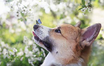 Red dog Corgi puppy sits in a Sunny spring garden surrounded by branches of a blooming white cherry tree with a small blue